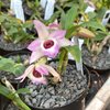 Dendrobium herkouense x anosmum